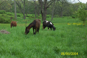 horsesgrgrass.jpg
